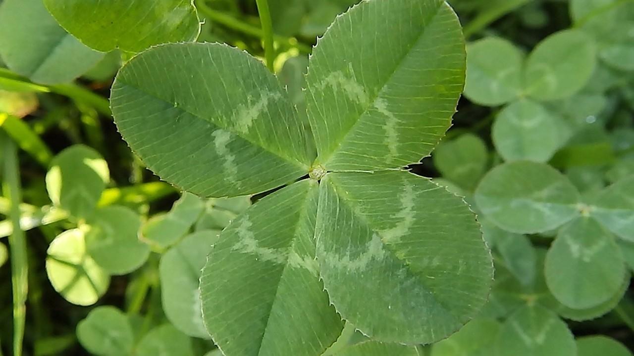 Happy St. Patrick's Day!