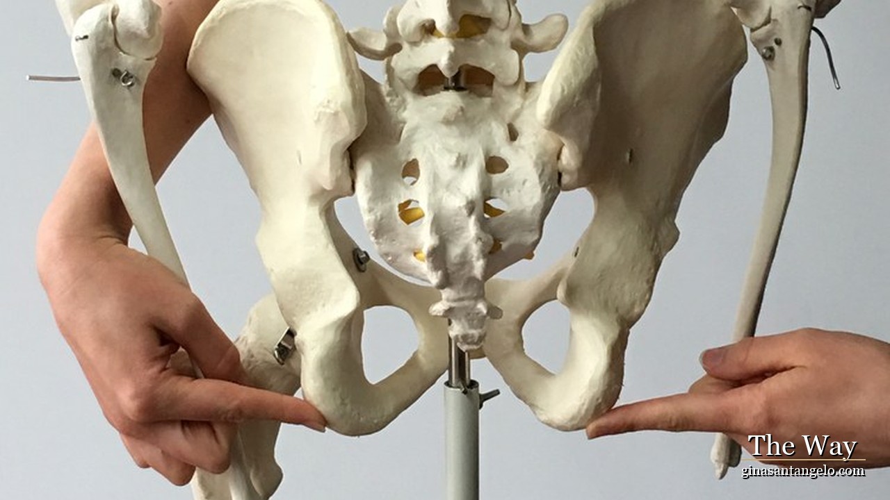 The ASIS, the two bony points at the front of the pelvis, and the landmarks below.